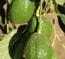 Aguacate adama