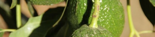 Aguacate adama