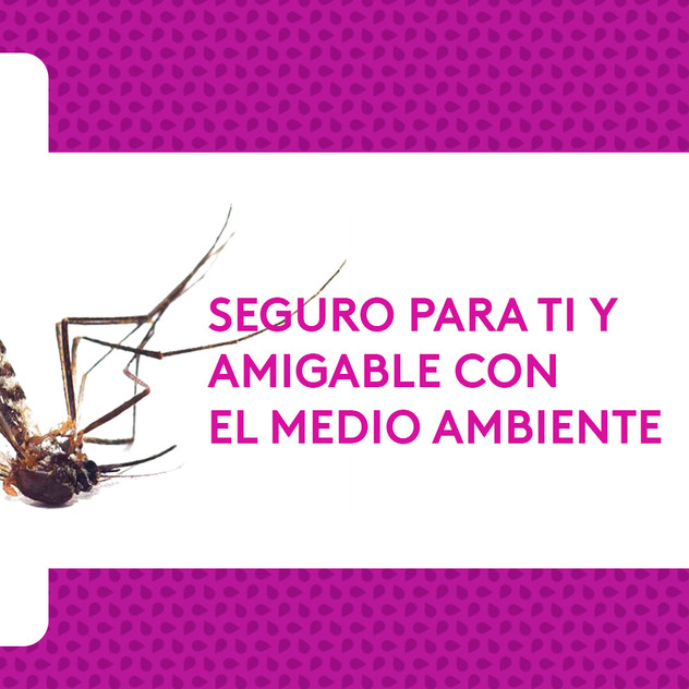 mosquito