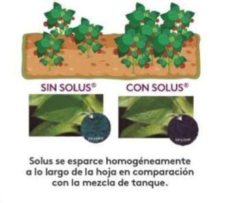 Solus Adama