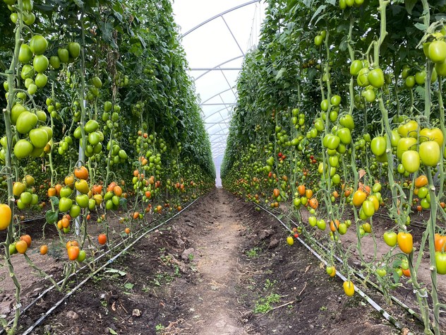 Tomate Adama