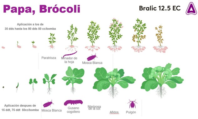BRALIC aplicación