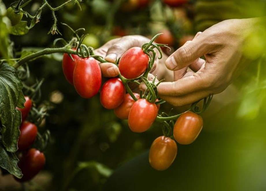 tomatos