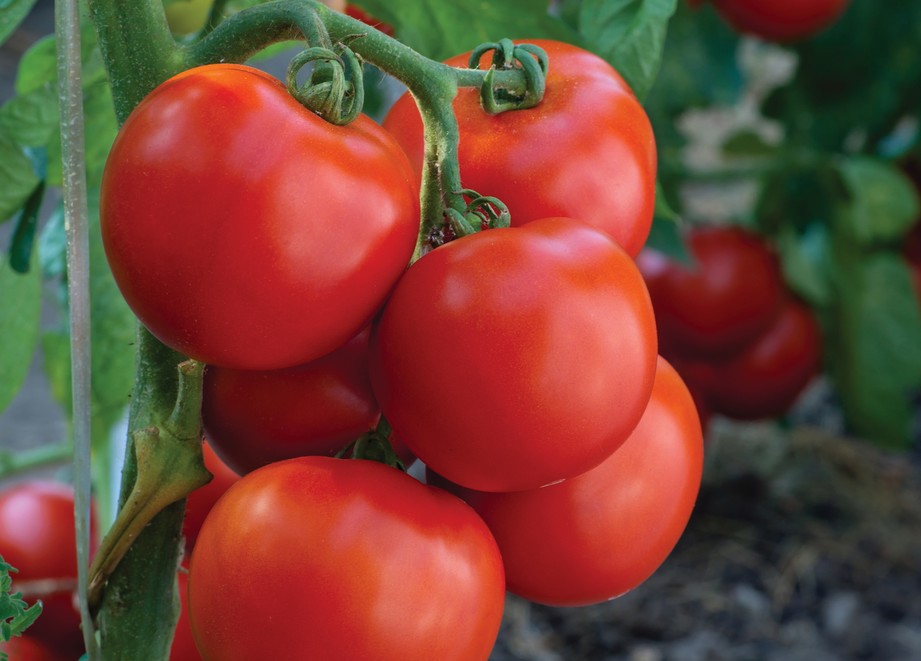 Tomate Adama
