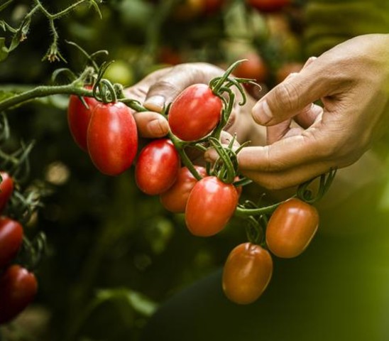 tomatoe
