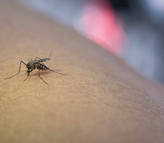 Soluciones para mosquitos