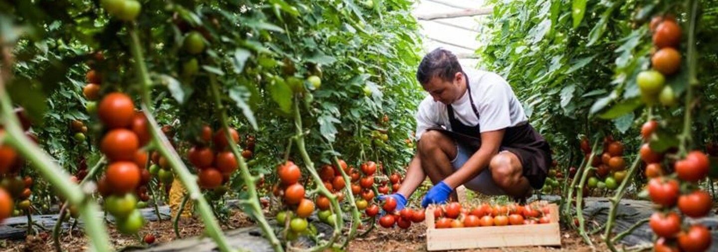 TOMATES ADAMA