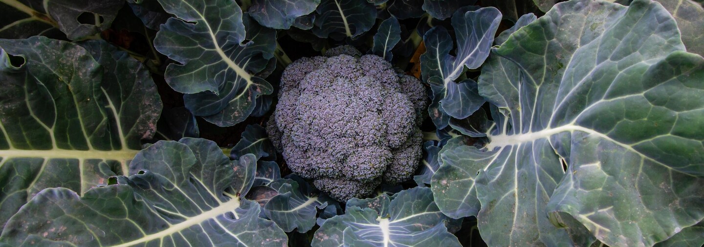 Brocoli ADAMA