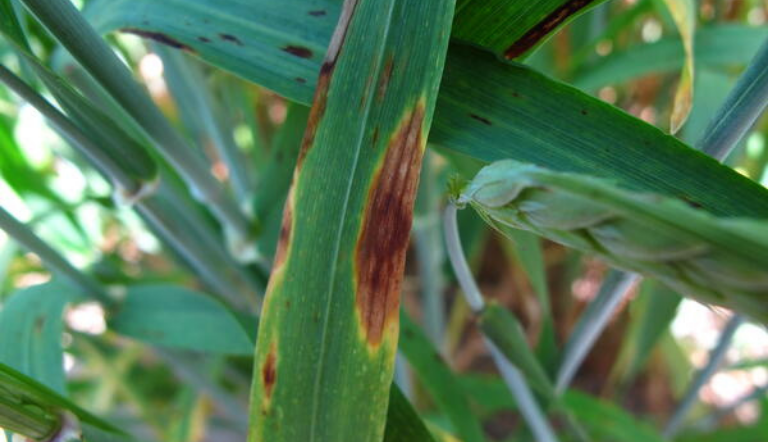 Septoria
