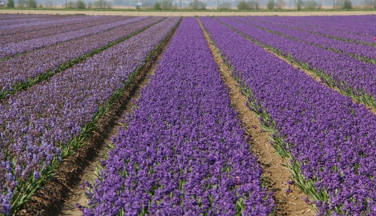Flower field