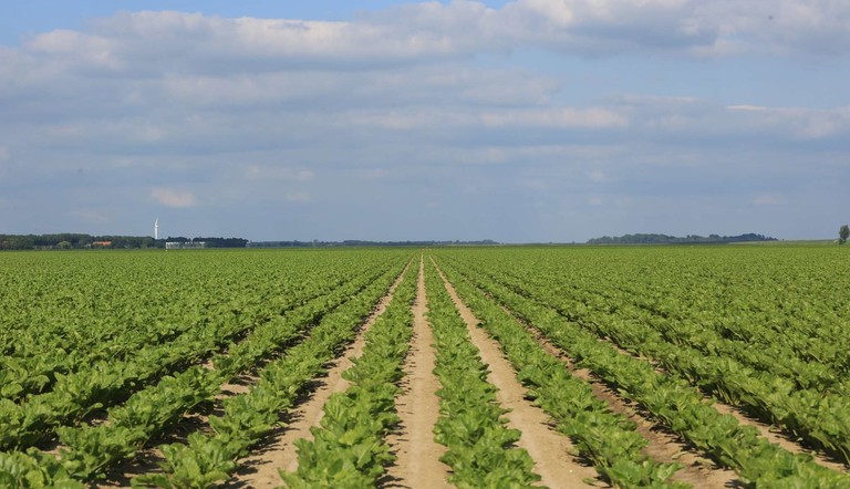 Suikerbieten
