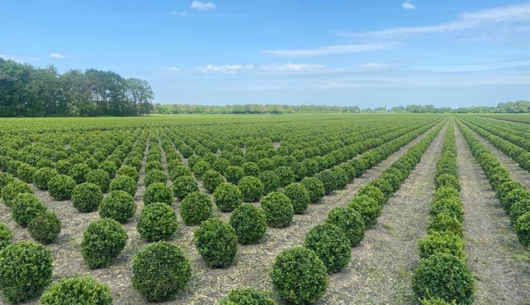 buxus