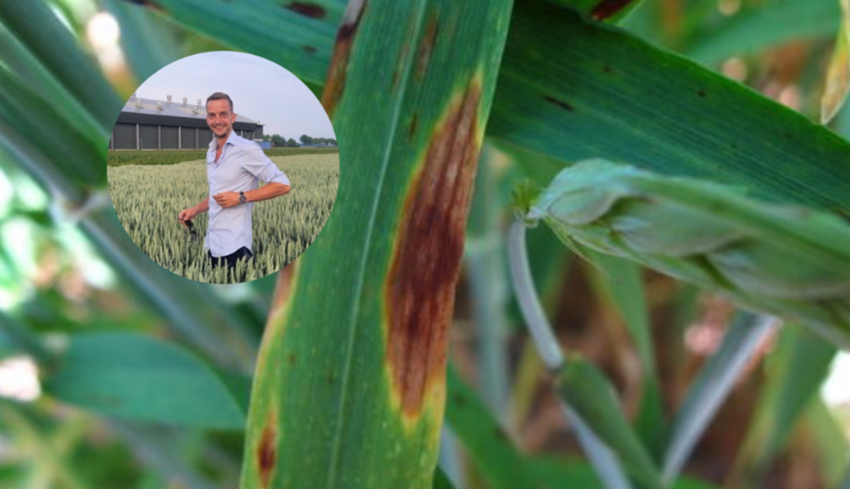 septoria in tarwe