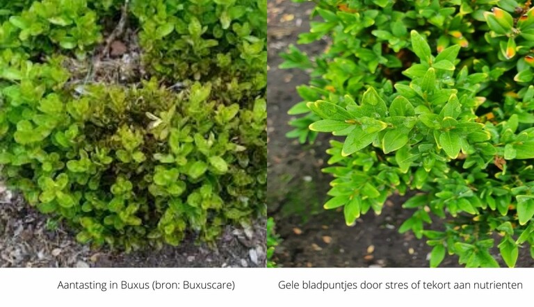 Buxus