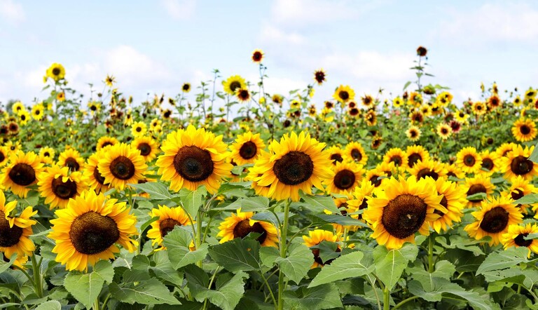 Zonnebloemen