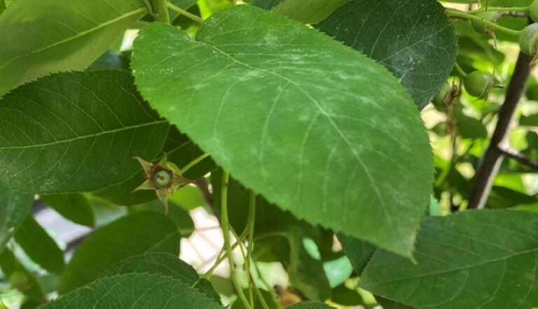 Amelanchier met echte meeldauw