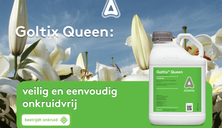 Goltix Queen