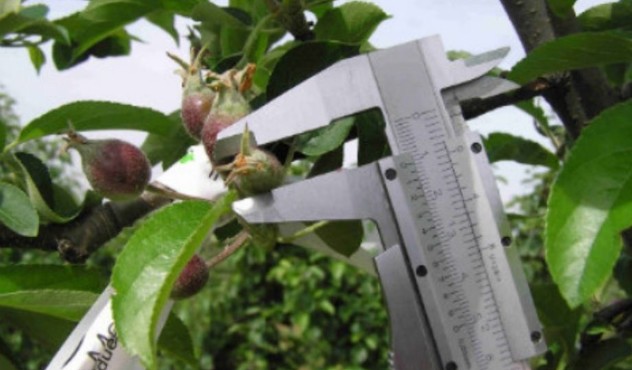 fruit meten