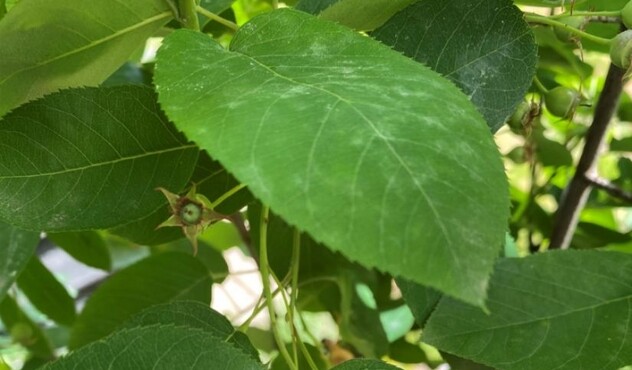 Amelanchier met echte meeldauw
