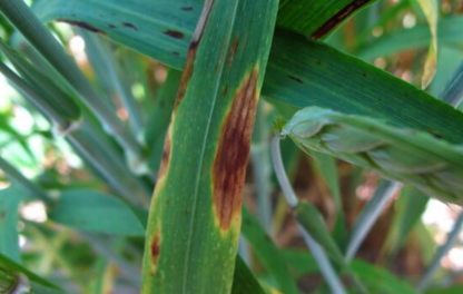 Septoria