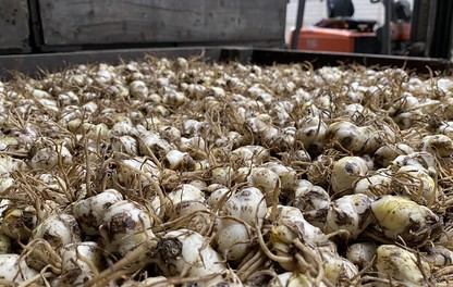Fusarium en Penicillium