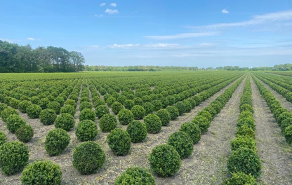 buxus