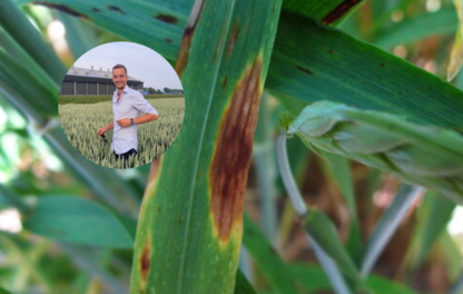 septoria in tarwe