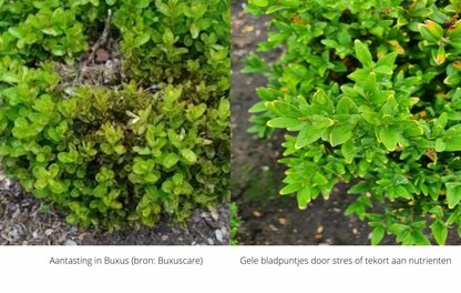 Buxus