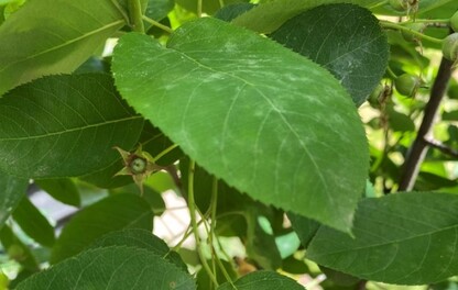 Amelanchier met echte meeldauw