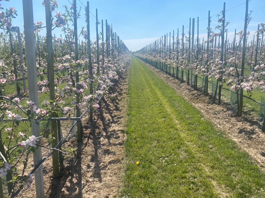 Appelbomen in bloei