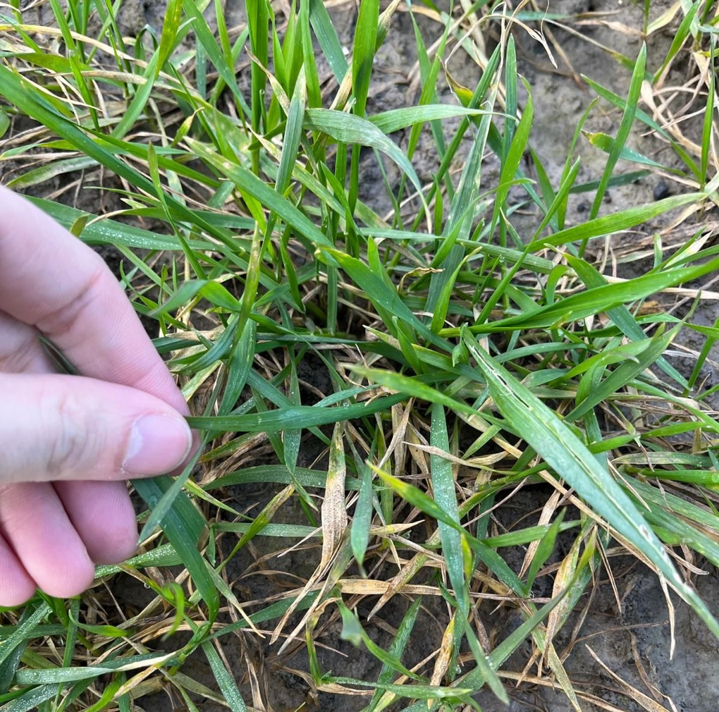 Deze afbeelding laat het effect van septoria in tarwe zien. foto van 2023.