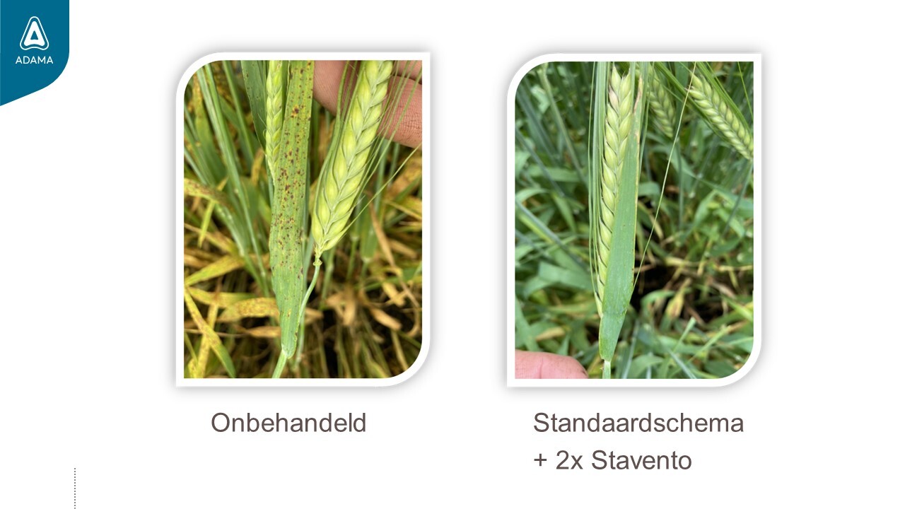 Ramularia in gerst onbehandeld en behandeld
