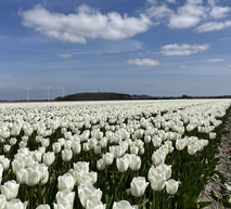 Bloembollen tulpenveld in april