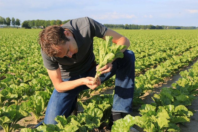 Sugar beets