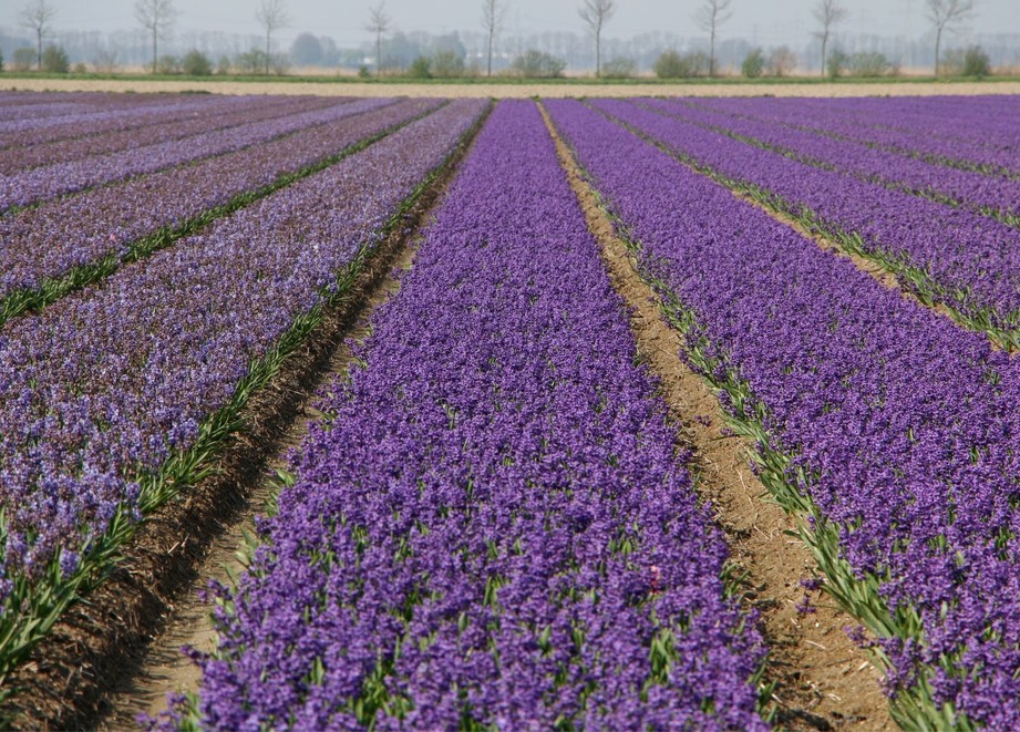Flower field