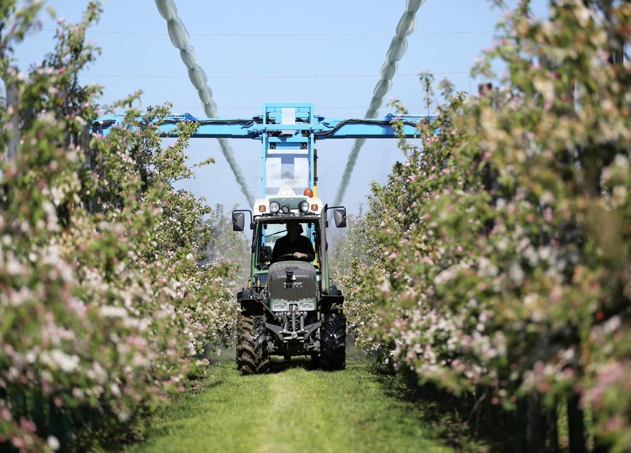Fruit field