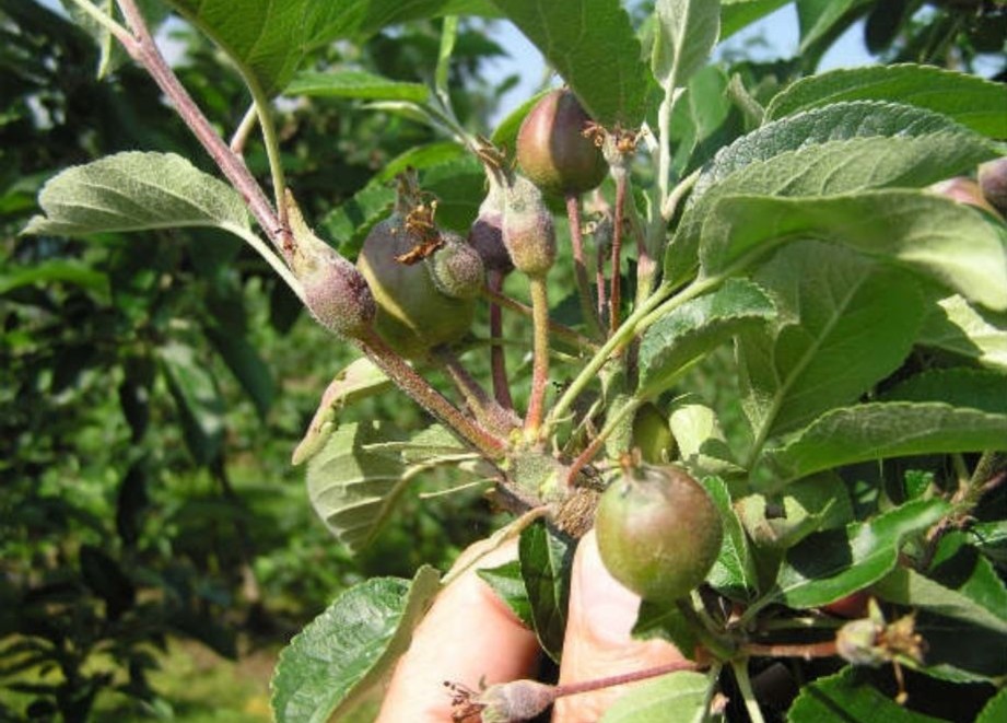 fruit van dichterbij bekijken - foto