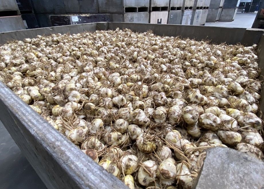 photo JWK lily bulbs