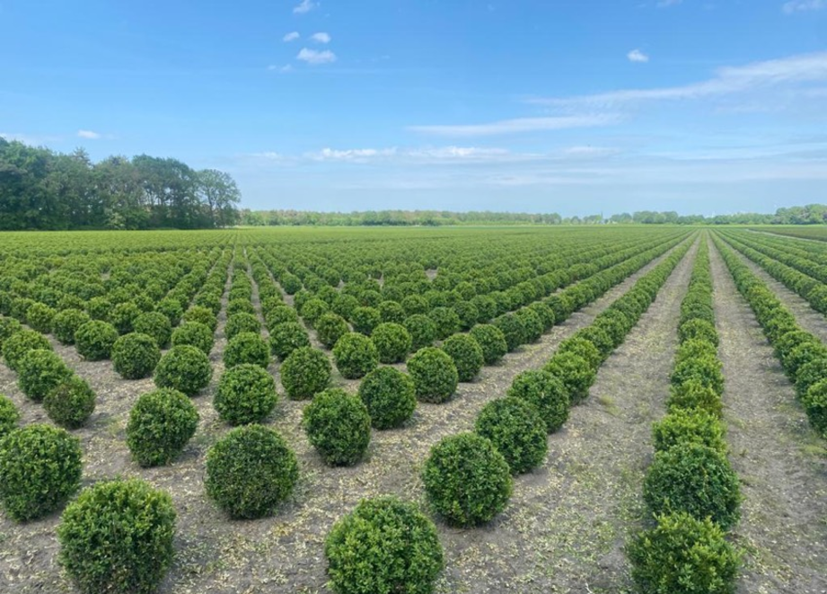 buxus