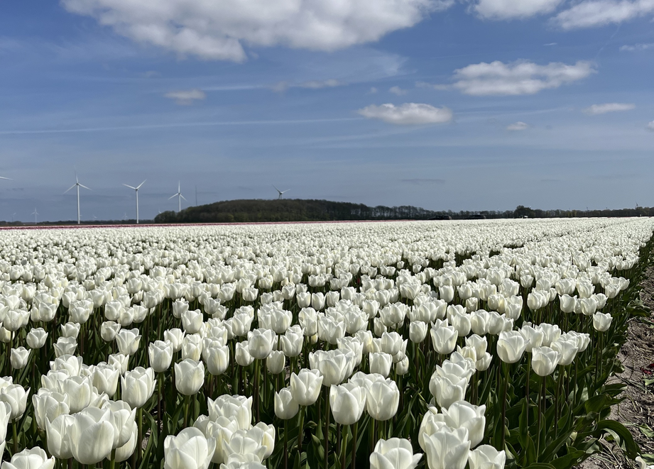 Bloembollen tulpenveld in april