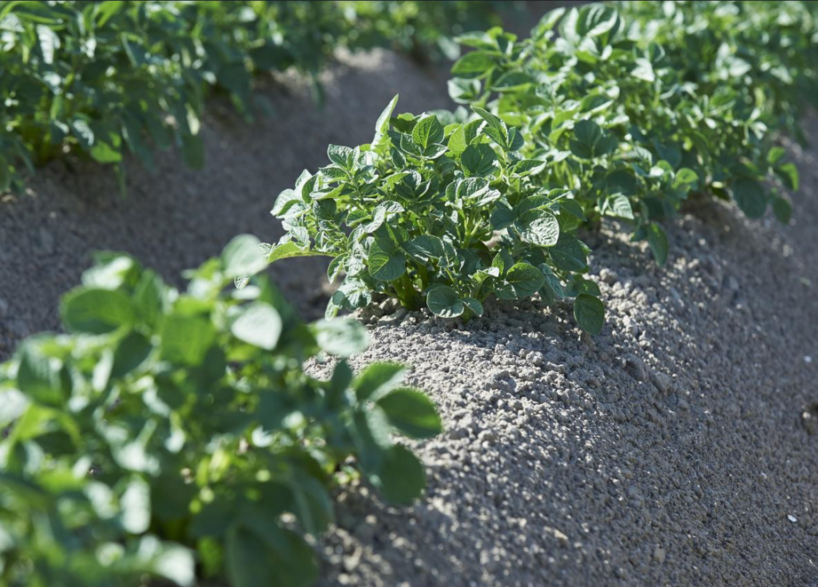 Aardappelveld