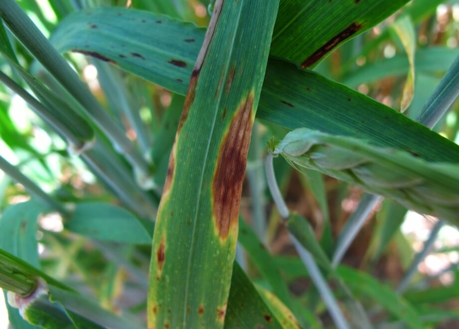 septoria in tarwe