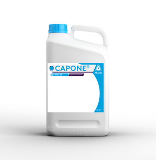 Capone