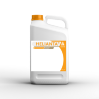 Helianta