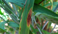 Septoria