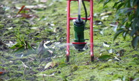 LVS toepassing in de sierteelt