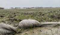 nat bloembollen veld