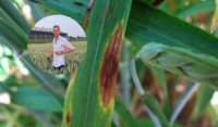 septoria in tarwe