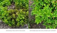 Buxus