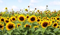 Zonnebloemen